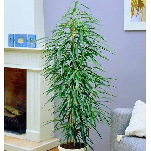 Ficus 'Alii'